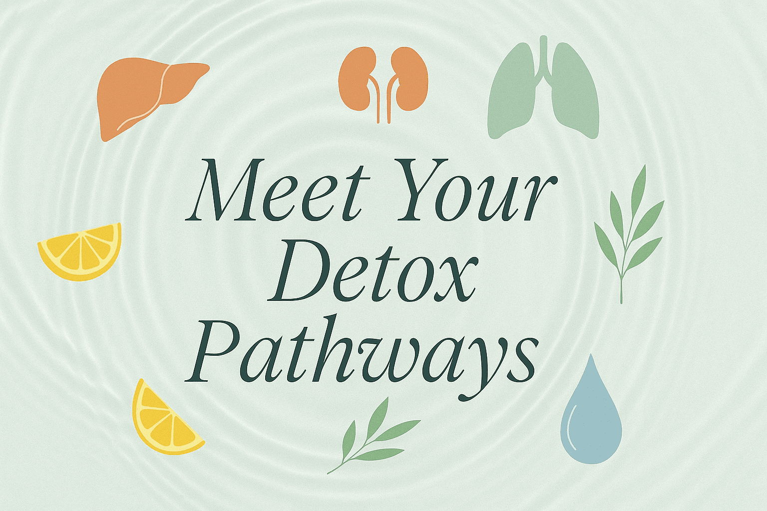 🌿 Detox Pathways: How Your Body Actually Gets Rid of Stuff